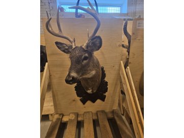 Topis valgesaba-pampahirv (Odocoileus virginianus) büst