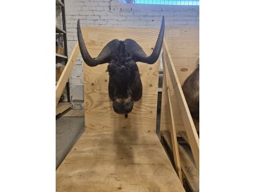 Topis valgesaba gnuu (must gnuu, Connochaetes gnou) büst