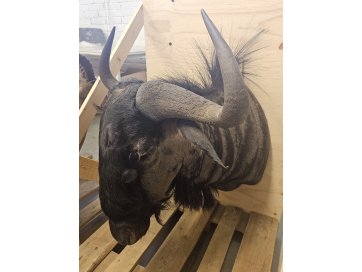 Topis sinignuu (Connochaetes taurinus) büst