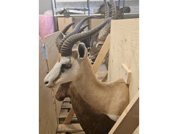 Topis hüpikgasell (Antidorcas marsupialis) büst