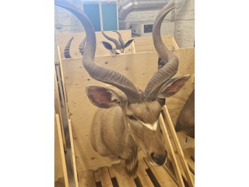 Topis suurkudu (Tragelaphus strepsiceros) büst